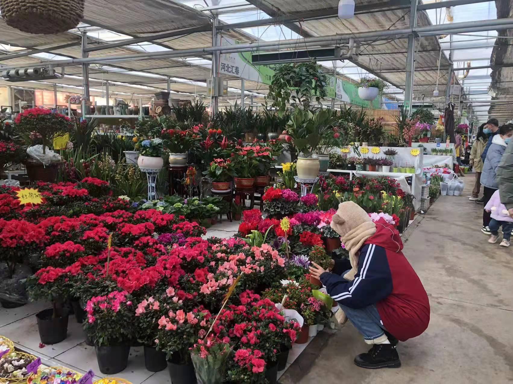 石家庄，邂逅自然的浪漫之城